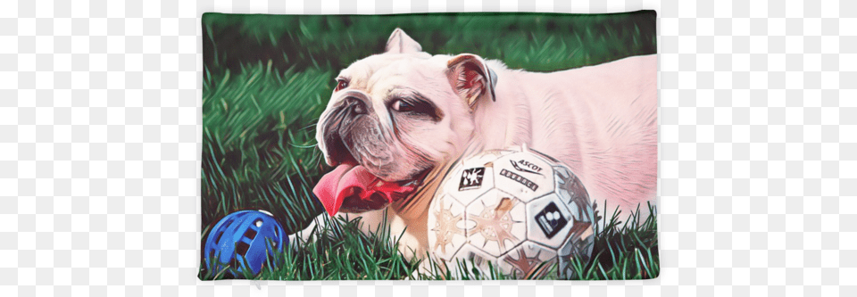 English Bulldog Pillow Case Pug, Sport, Ball, Sphere, Soccer Ball Free Png