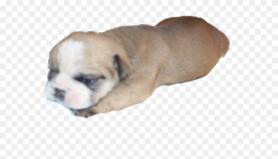 English Bulldog Puppies English Bulldog Puppy Bulldog Bulldog, Animal, Canine, Dog, Mammal Free Transparent Png