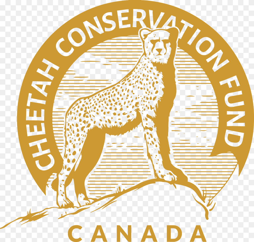 English Ccfc Transparent Logo Rust Kodaikanal International School Logo, Animal, Cheetah, Mammal, Wildlife Png Image