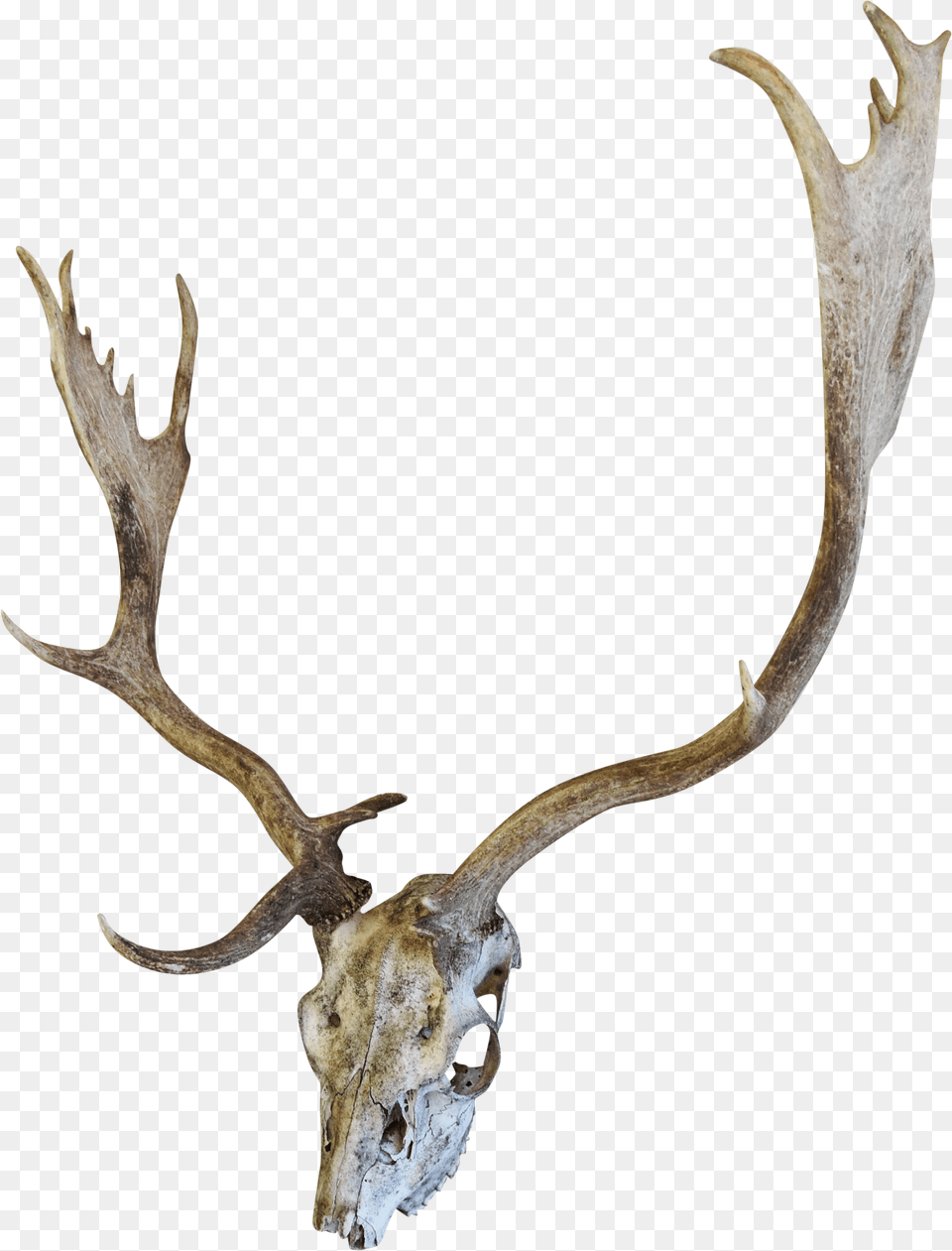 English Fallow Deer Skull Chairish Drawing, Antler, Animal, Dinosaur, Reptile Free Png Download