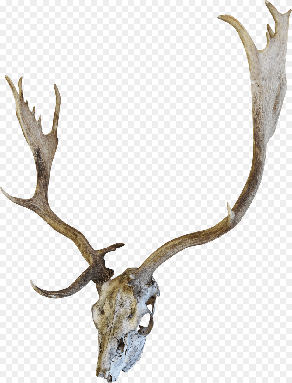 English Fallow Deer Skull Chairish Skull, Antler, Animal, Dinosaur, Reptile Free Png Download