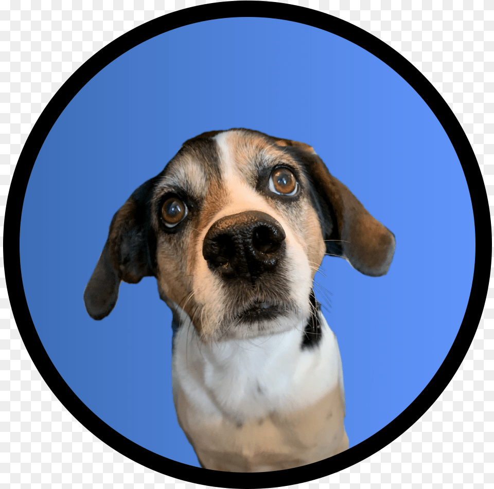 English Foxhound, Animal, Pet, Mammal, Hound Png