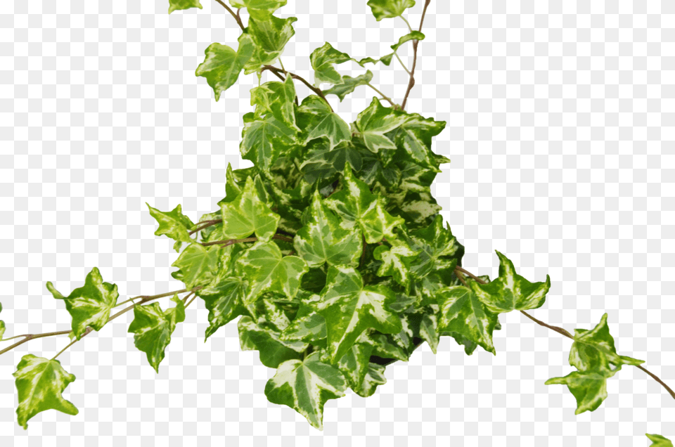 English Ivy Kolibre English Ivy Transparent, Leaf, Plant, Vine Free Png Download