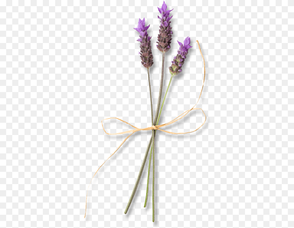 English Lavender, Flower, Plant Free Png