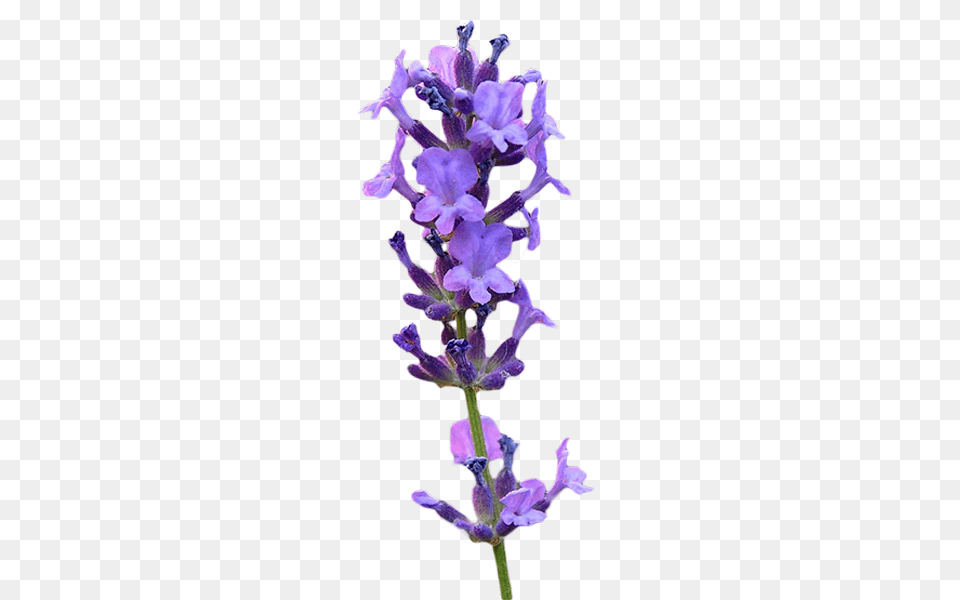 English Lavender, Flower, Plant Png Image