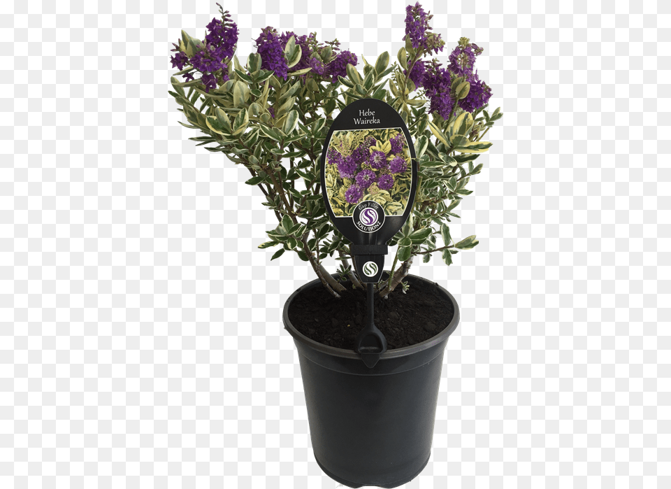 English Lavender, Flower, Plant, Potted Plant, Flower Arrangement Free Transparent Png