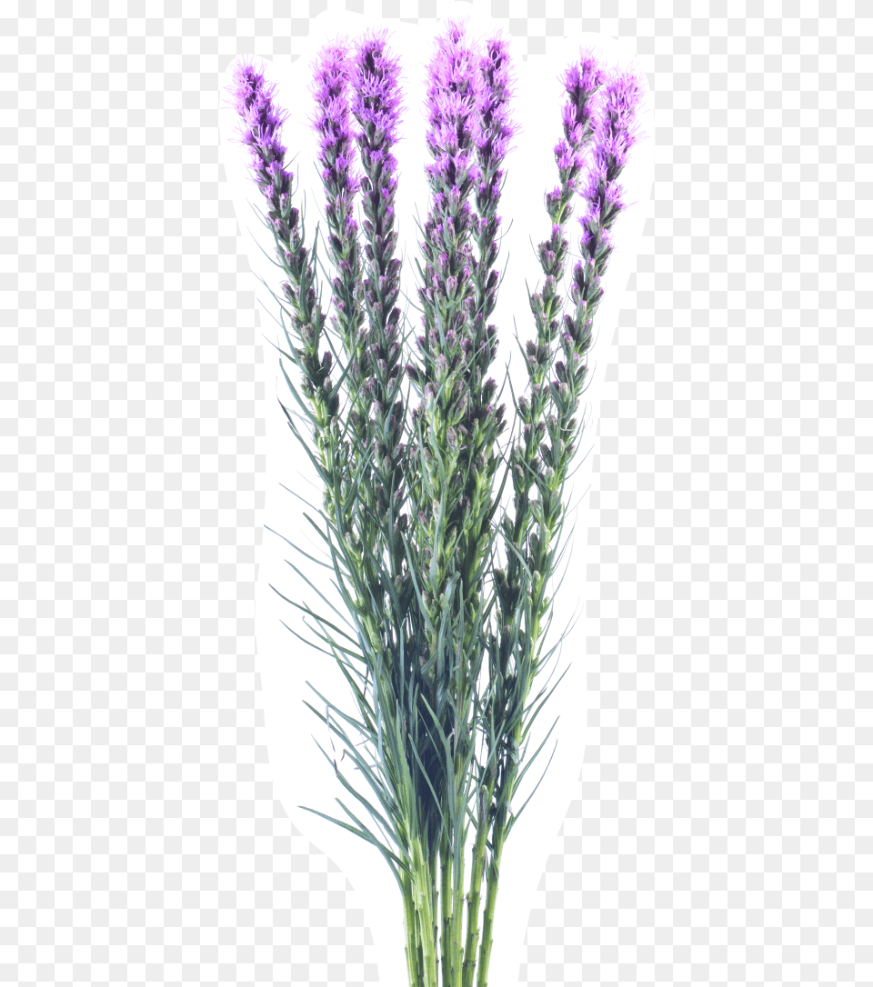 English Lavender, Flower, Plant, Purple, Thistle Png Image
