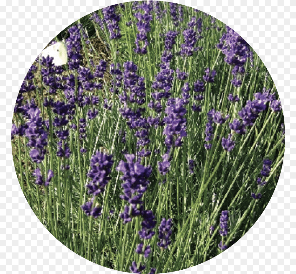 English Lavender, Flower, Photography, Plant, Chandelier Png
