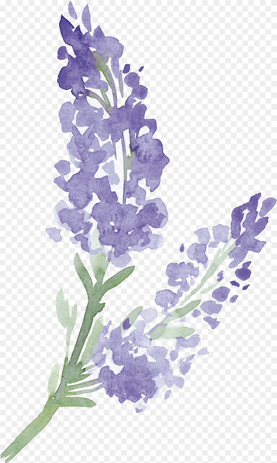 English Lavender, Flower, Plant Free Transparent Png
