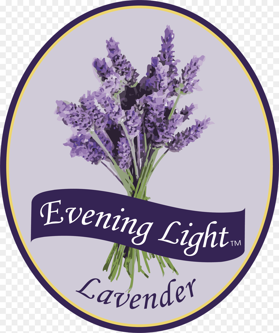 English Lavender, Flower, Plant, Purple Png