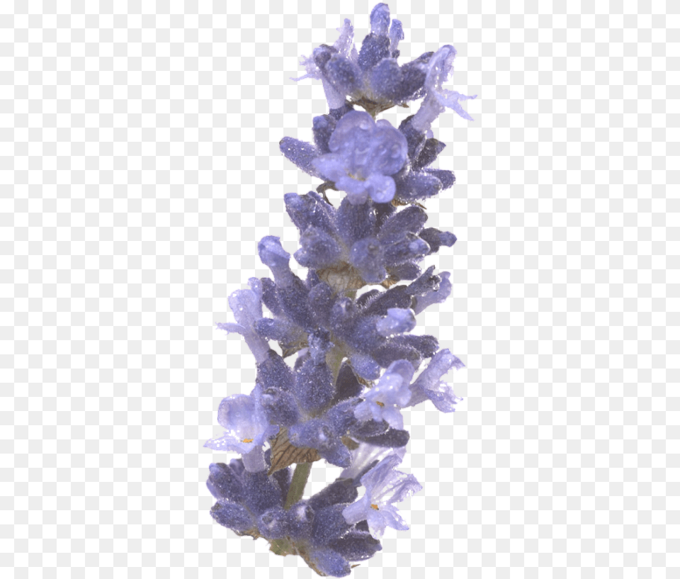 English Lavender, Flower, Plant, Lupin Free Transparent Png