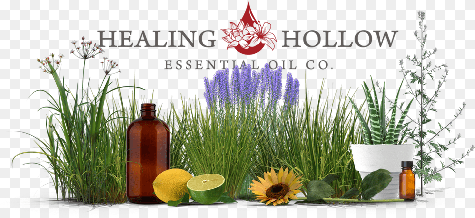 English Lavender, Plant, Herbs, Herbal, Flower Png Image