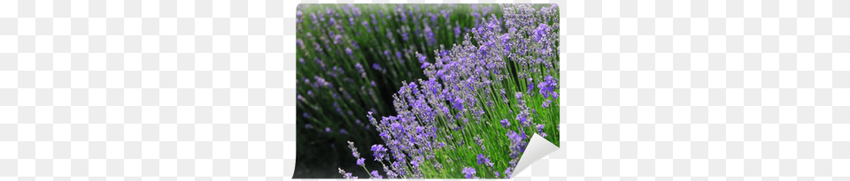 English Lavender, Flower, Plant Free Png Download