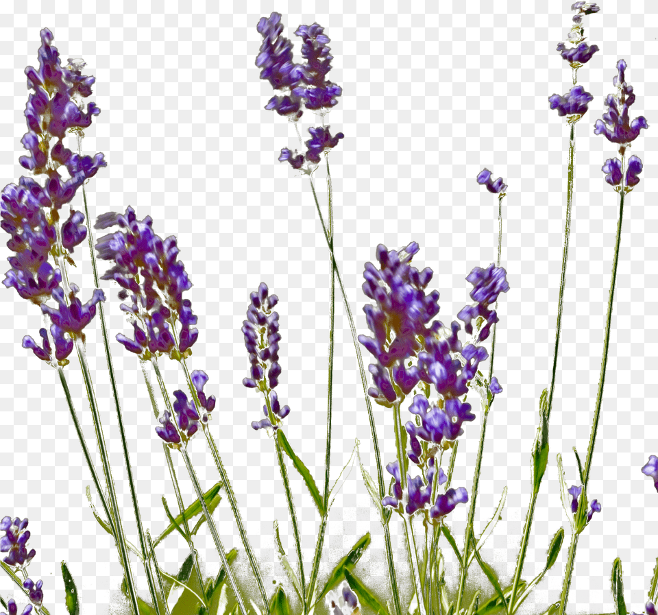 English Lavender, Flower, Plant, Purple, Lupin Png Image