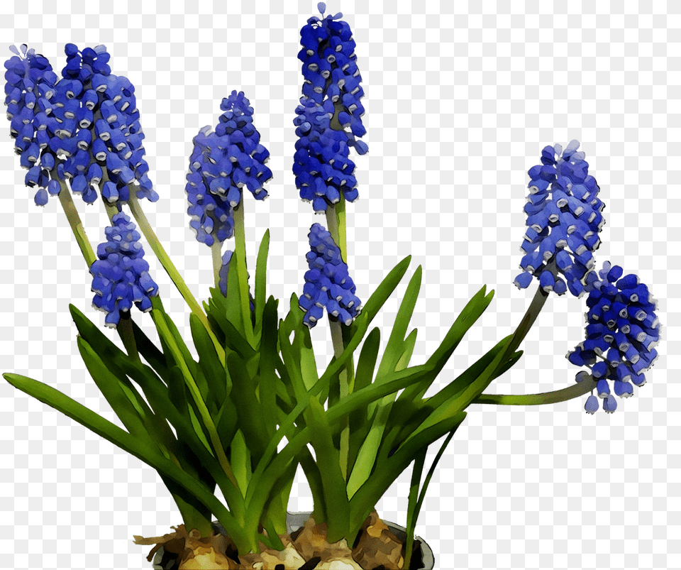 English Lavender Cut Flowers Hyacinth Bluebonnet Hyacinth Flower Clipart, Lupin, Plant, Flower Arrangement Free Png