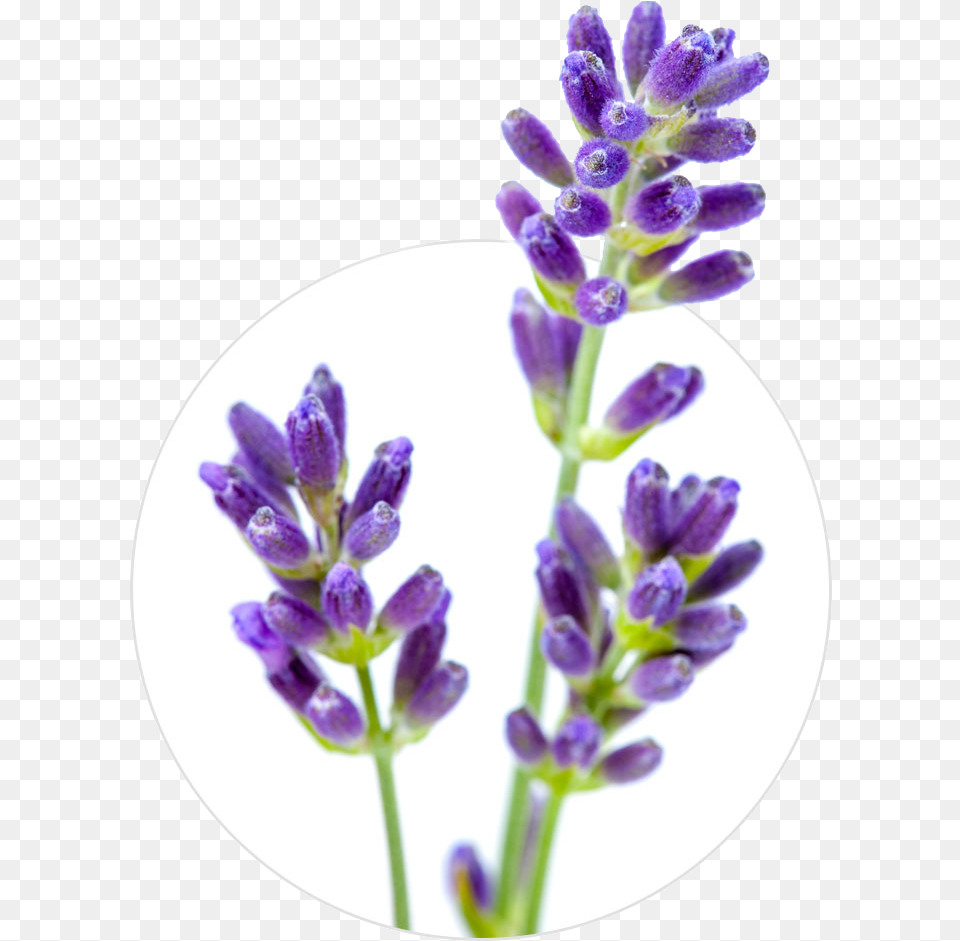 English Lavender Flower Stock Photography Lavender Lavender, Plant Free Png