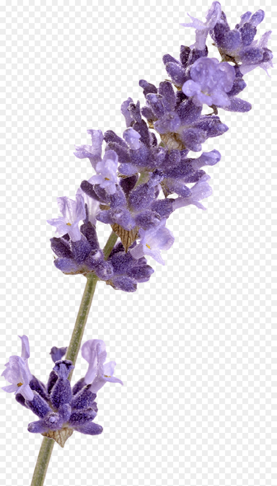 English Lavender French Lavender Flower Lavender, Plant Free Transparent Png