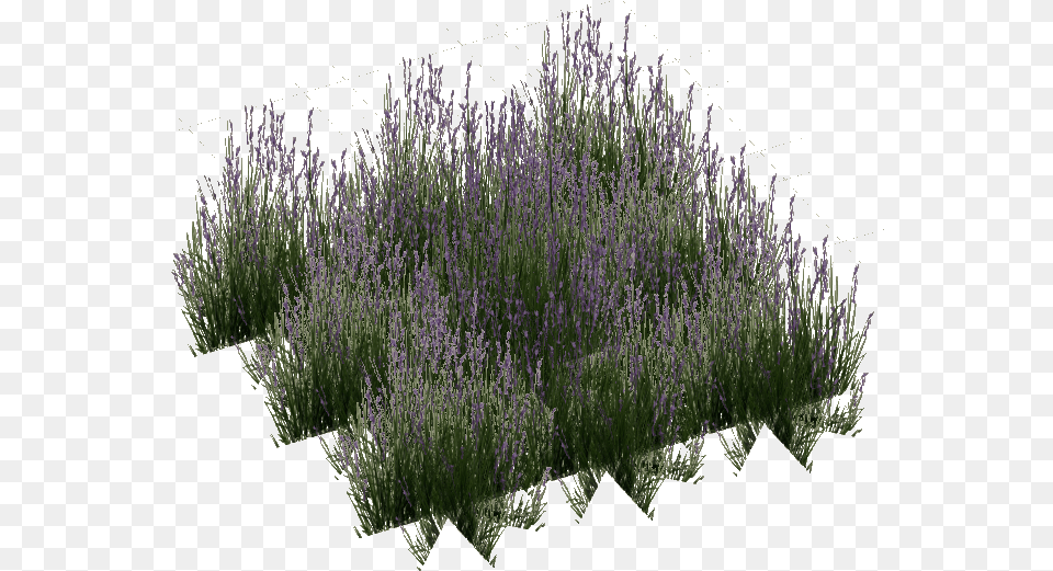 English Lavender Lavandula Lanata, Flower, Plant, Vegetation Png