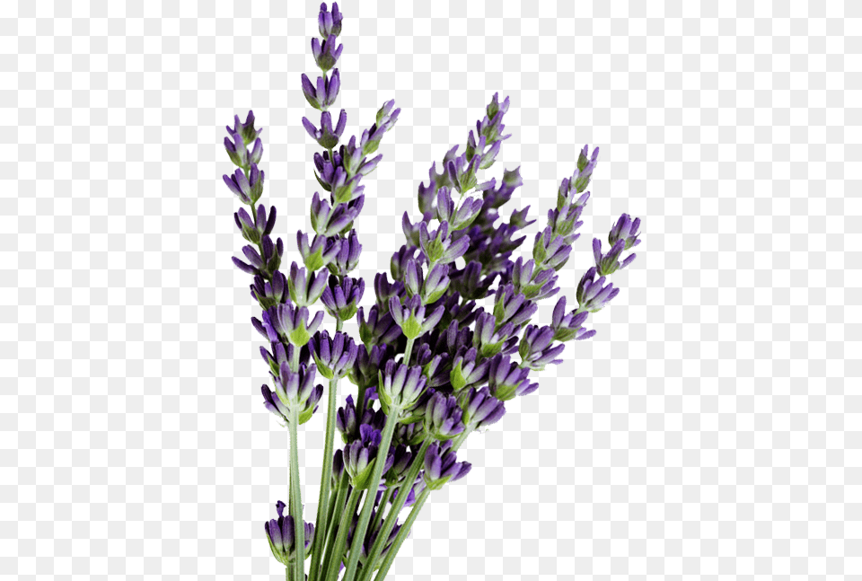 English Lavender Lavenders Transparent, Flower, Plant Png Image