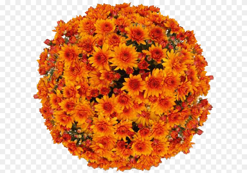 English Marigold, Flower, Plant, Flower Arrangement, Flower Bouquet Free Transparent Png