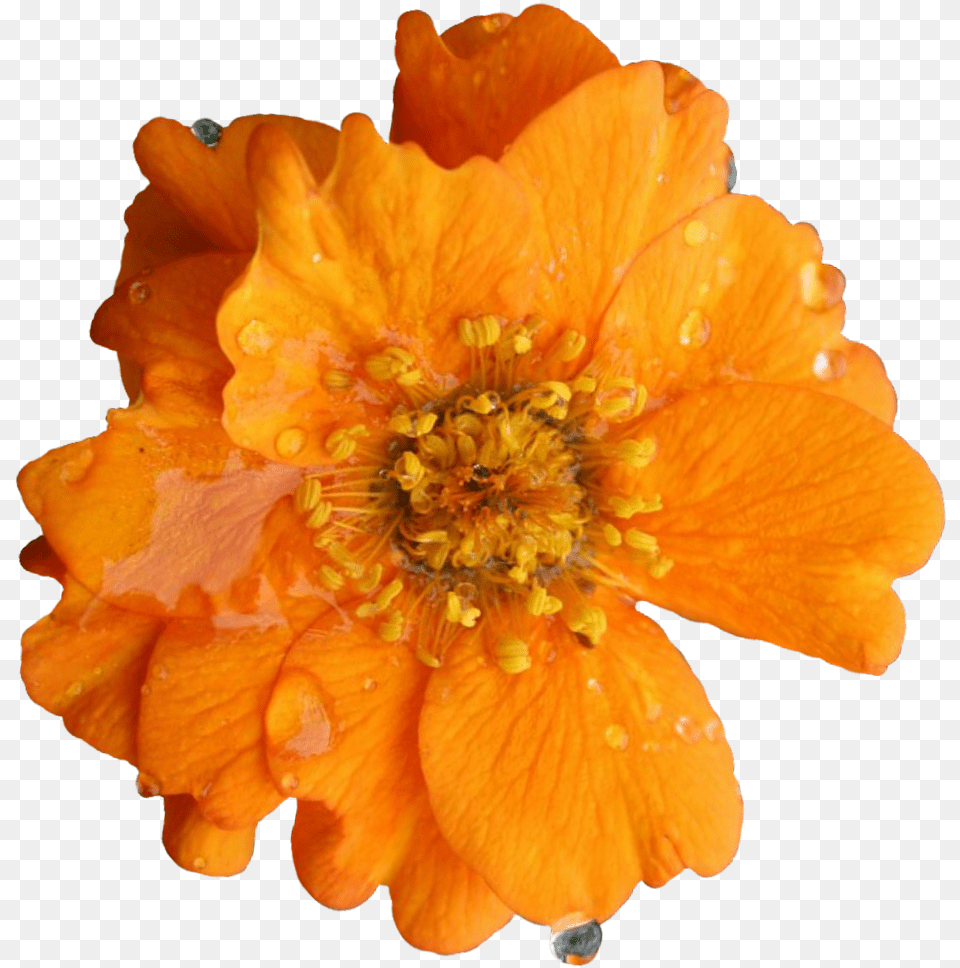 English Marigold, Anemone, Anther, Flower, Petal Free Png