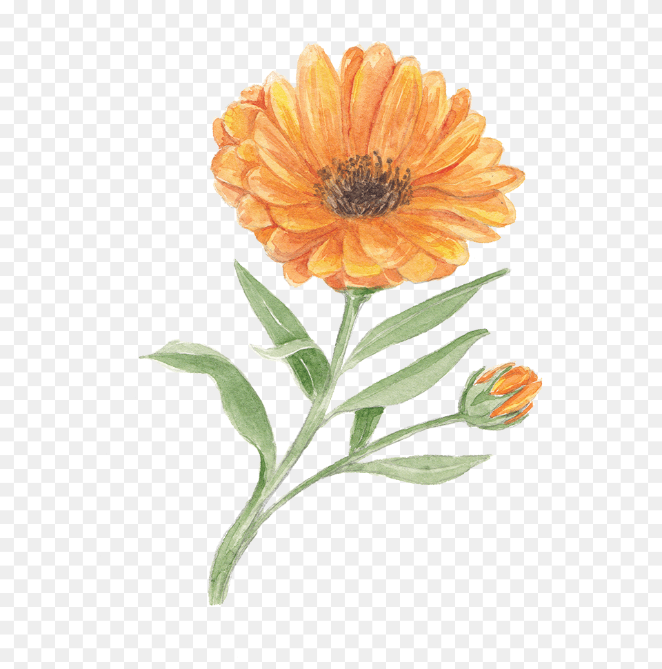 English Marigold, Anther, Dahlia, Daisy, Flower Free Png Download