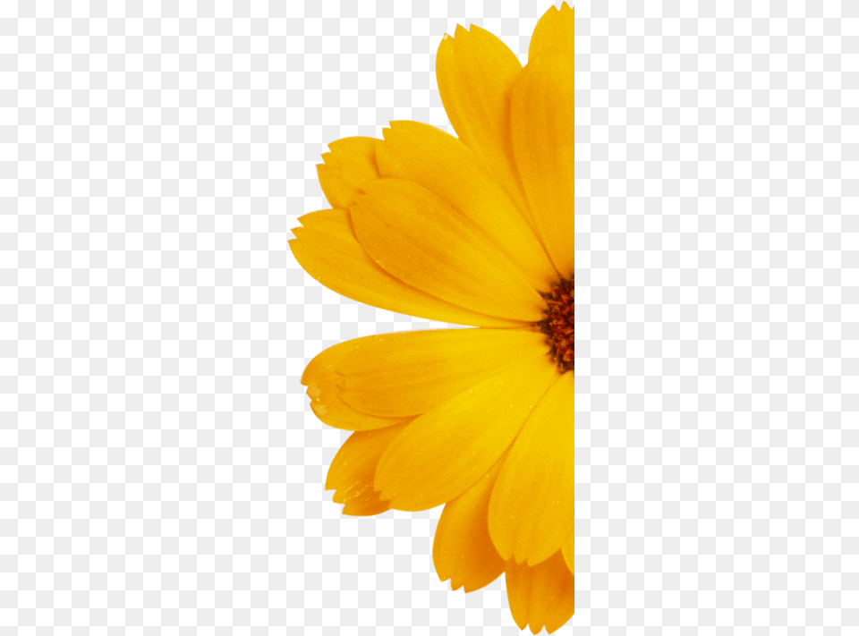 English Marigold, Daisy, Flower, Petal, Plant Free Png