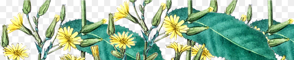 English Marigold, Daisy, Flower, Herbal, Herbs Free Png