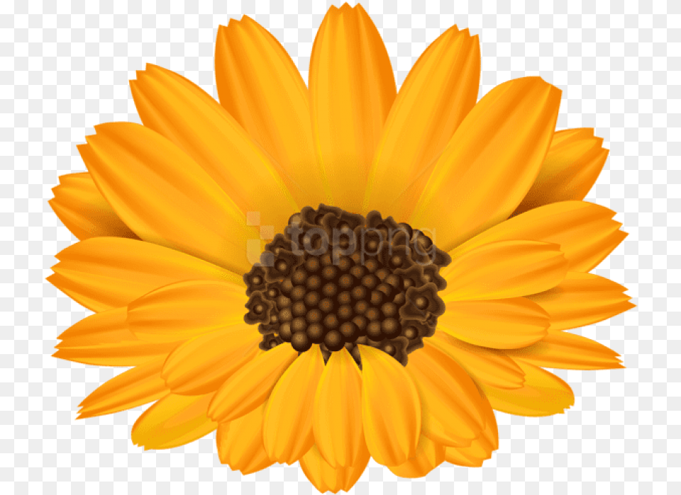 English Marigold, Daisy, Flower, Petal, Plant Png