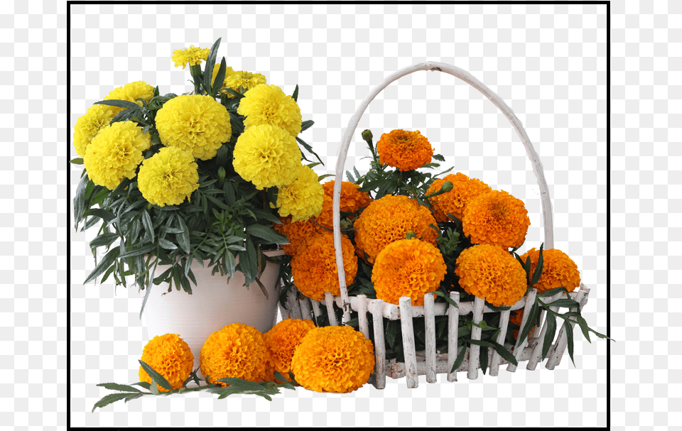 English Marigold, Flower, Flower Arrangement, Flower Bouquet, Plant Free Transparent Png