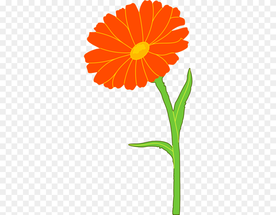 English Marigold Mexican Marigold Annual Plant Flower Southern, Daisy, Petal Free Png Download