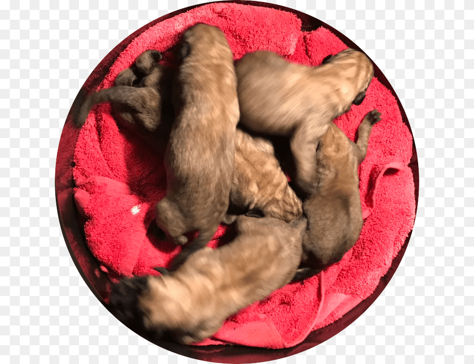 English Mastiff Puppies For Sale Paw, Animal, Canine, Dog, Mammal Png
