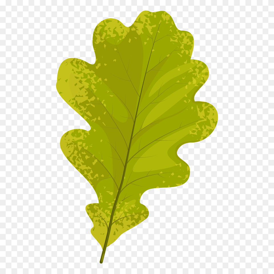 English Oak Autumn Leaf Clipart, Plant, Tree, Food, Nut Free Transparent Png