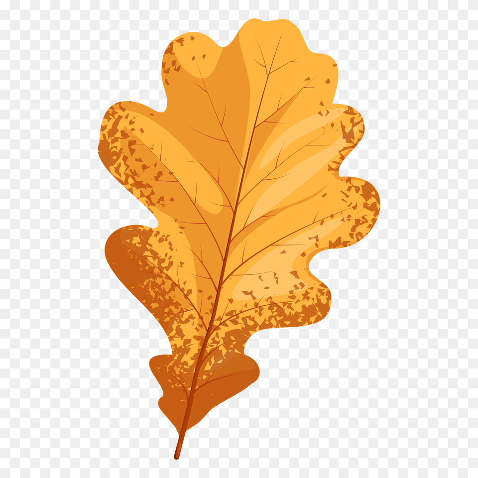 English Oak Late Autumn Leaf Clipart, Plant, Tree Free Png Download