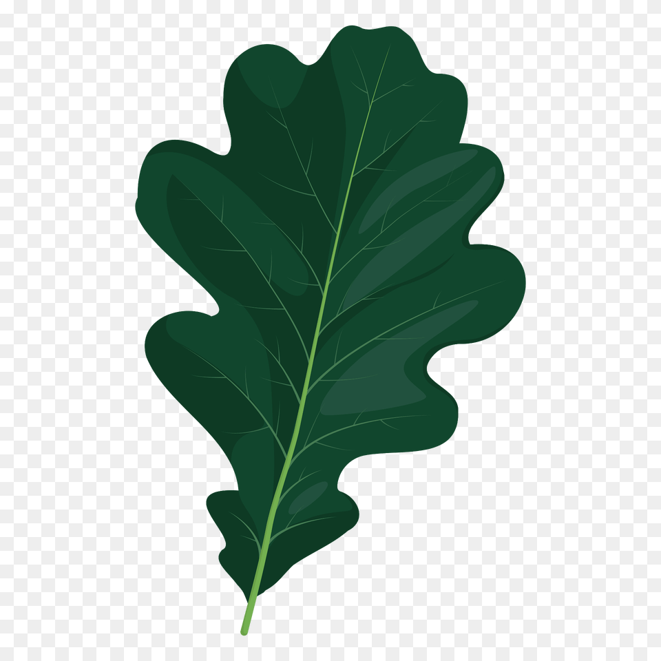 English Oak Summer Leaf Clipart, Plant, Tree, Food, Produce Png