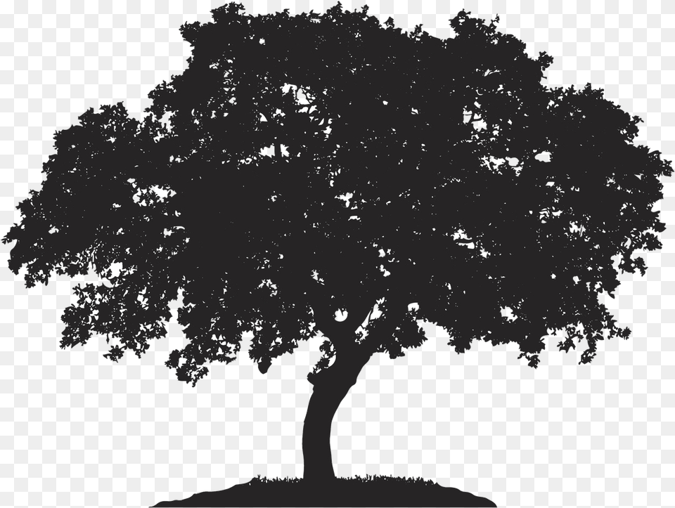 English Oak Tree Japanese Maple Royalty Free Quercus Horse Chestnut Tree Silhouette, Plant, Sycamore, Potted Plant Png Image