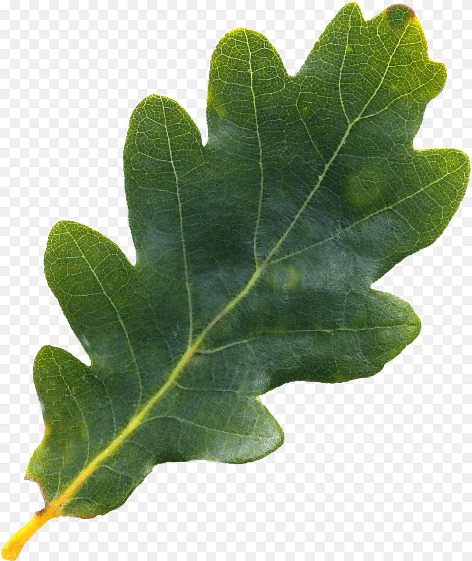 English Oak Tree Northern Red Acorn Leaf Pepermint Oak Oak Leaf Free Png Download