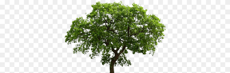 English Oak Tree Transparent Background Free Images Transparent Background Oak Tree Clipart, Plant, Sycamore, Tree Trunk, Maple Png