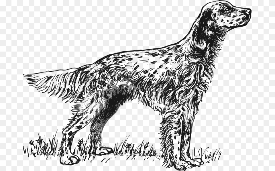 English Setter Gray, Animal, Art, Bird, Drawing Png Image