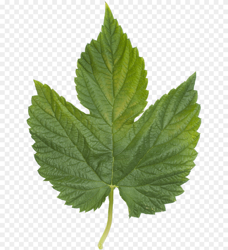 English Sycamore Tree Leaf, Plant, Oak Png Image
