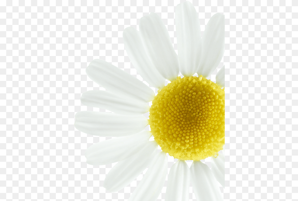Enhance Blond Highlights Oxeye Daisy, Flower, Petal, Plant, Anemone Png