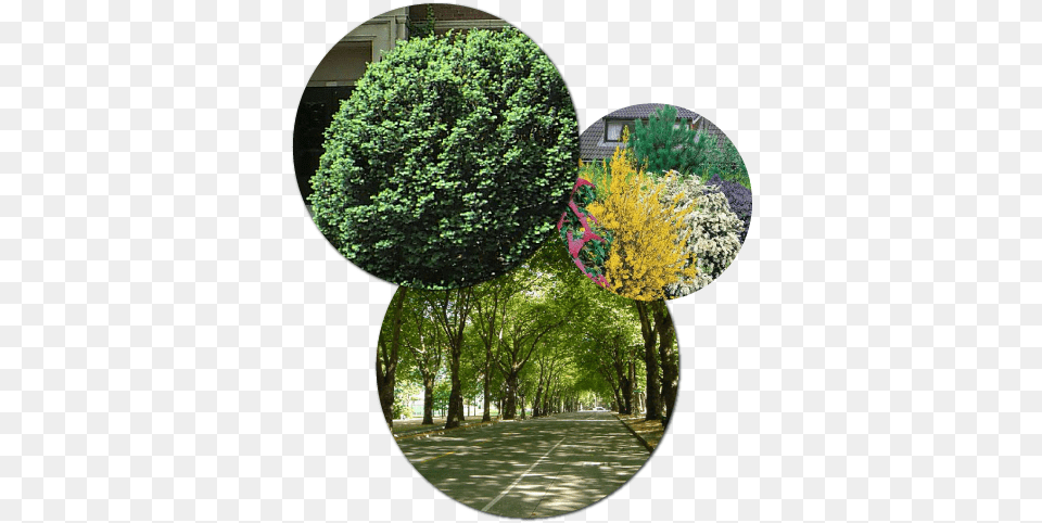 Enhancing And Protecting The Plants Around Your Home Trees, Woodland, Vegetation, Tree, Plant Free Transparent Png