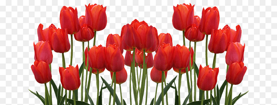 Enjoy The Tulip Fields Of Flevoland Starting April Tulip, Flower, Plant Png