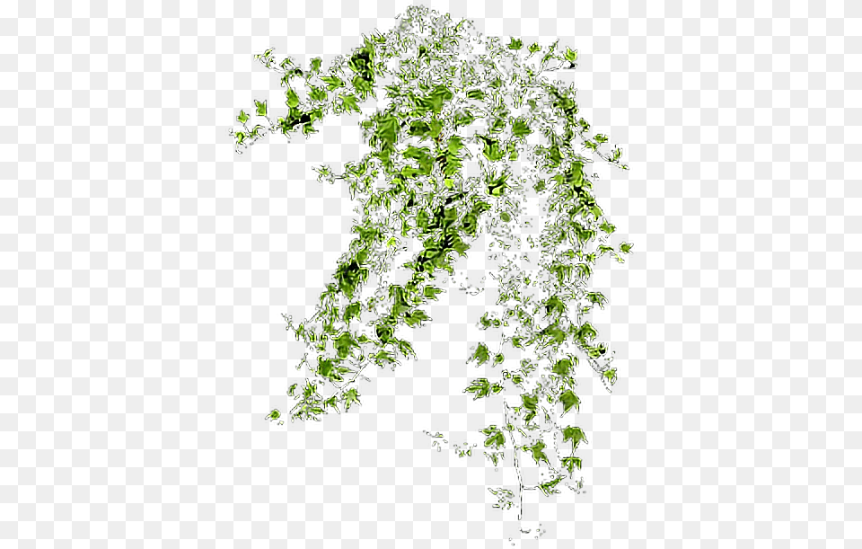 Enredadera Climbing Plants, Plant, Vine Free Transparent Png