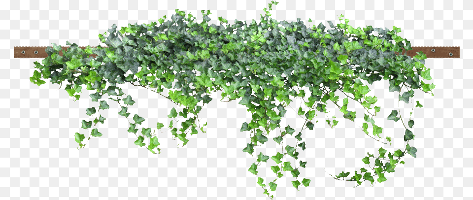 Enredadera Download Small Flower Tree, Plant, Vine, Ivy Free Transparent Png