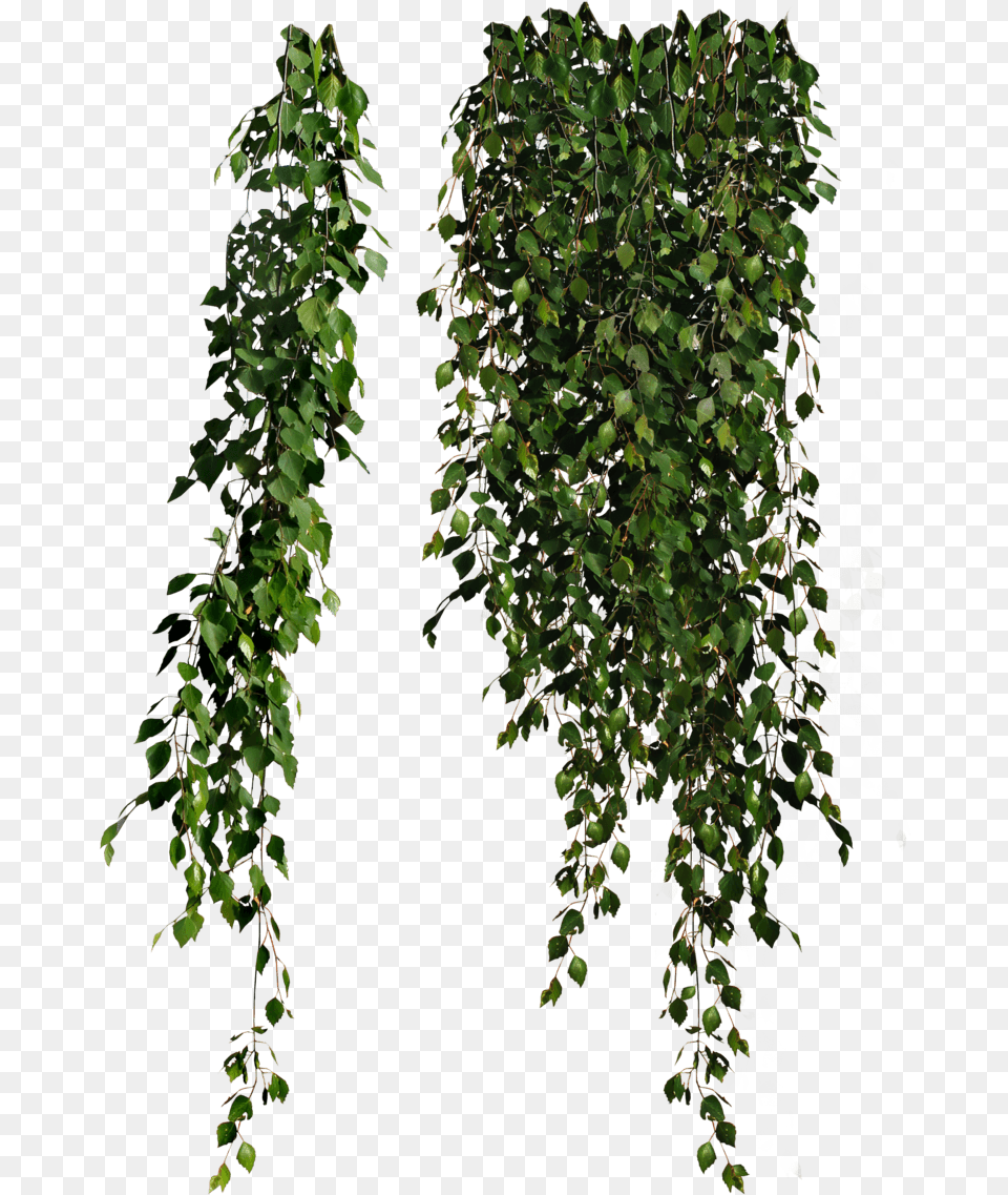 Enredadera Plant, Leaf, Vine, Ivy Png Image