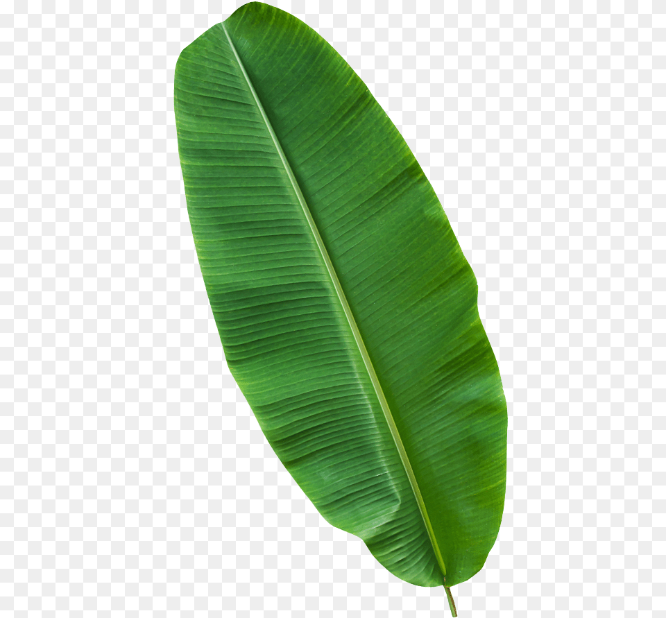 Ensete, Leaf, Plant Free Transparent Png