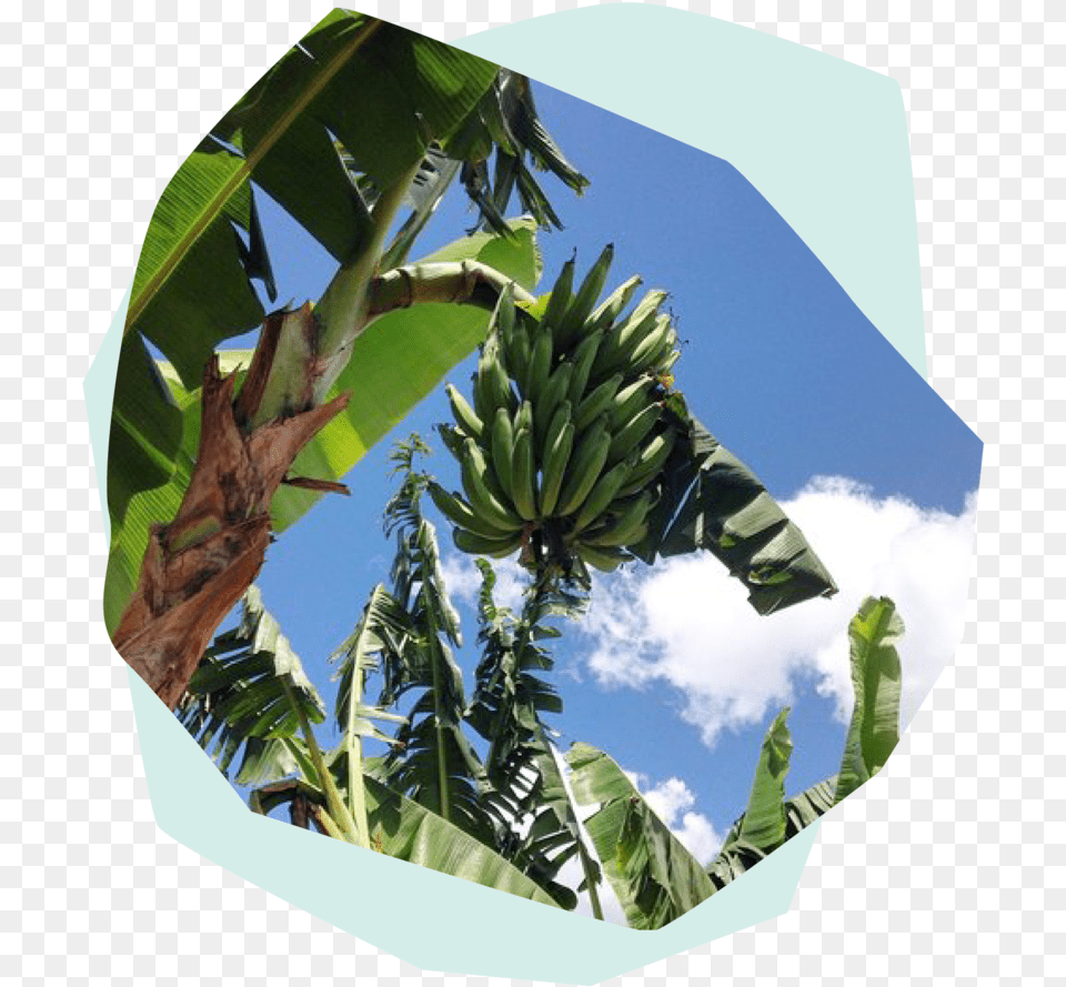 Ensete, Banana, Food, Fruit, Plant Png