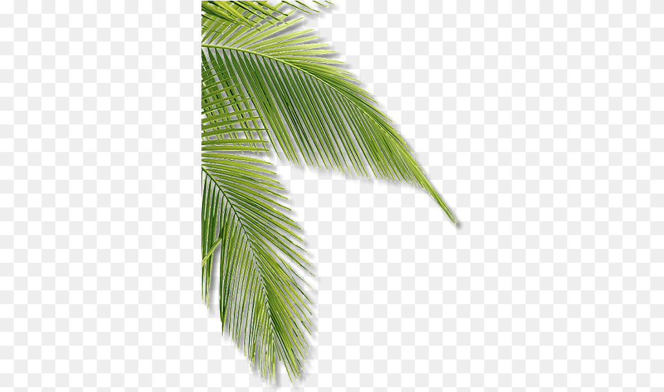 Enter Name Attalea Speciosa, Tree, Plant, Leaf, Palm Tree Free Png