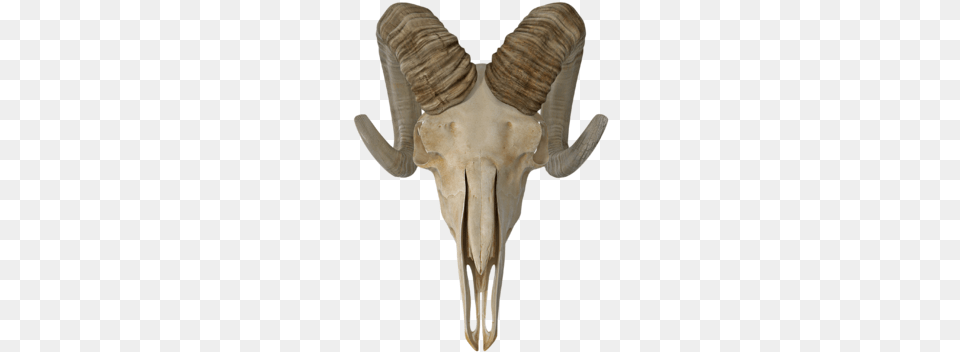 Enter The Temple Skull, Adult, Female, Person, Woman Free Png Download